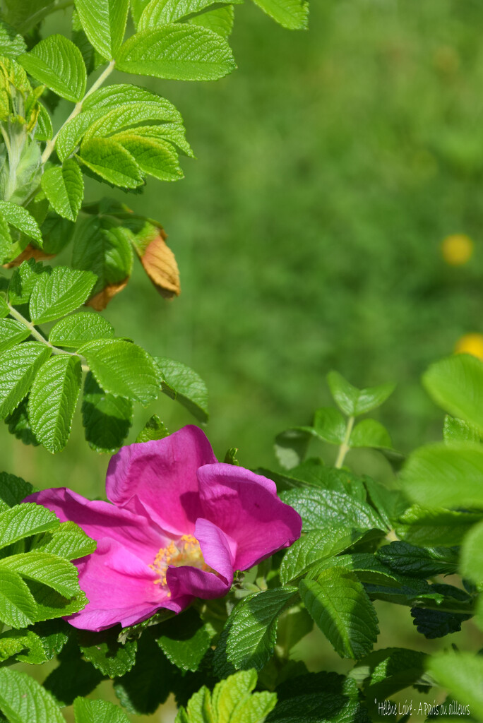 Rosa Rugosa by parisouailleurs