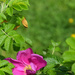 Rosa Rugosa