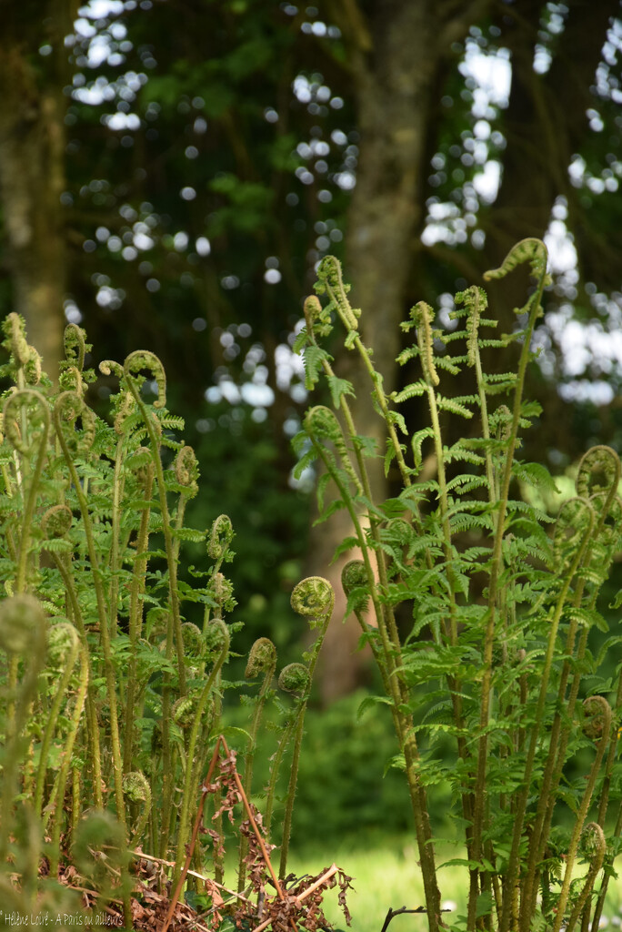 fern by parisouailleurs