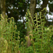 fern
