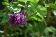 26th Apr 2025 - Lilac