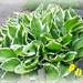  Hosta by beryl