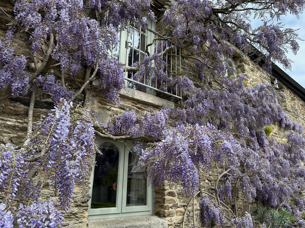 Glorious Wisteria by 365projectmaxine
