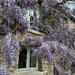 Glorious Wisteria