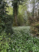26th Apr 2025 - Wild Garlic