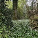 Wild Garlic