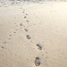 Beach Puppy Walks