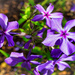 New Phlox