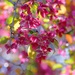 Crab Apple in the Sunshine