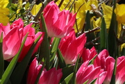27th Apr 2025 - A Spring Afternoon
