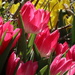 A Spring Afternoon