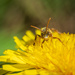 Bathed in pollen. by haskar
