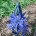 a flower