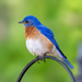 Eastern Bluebird