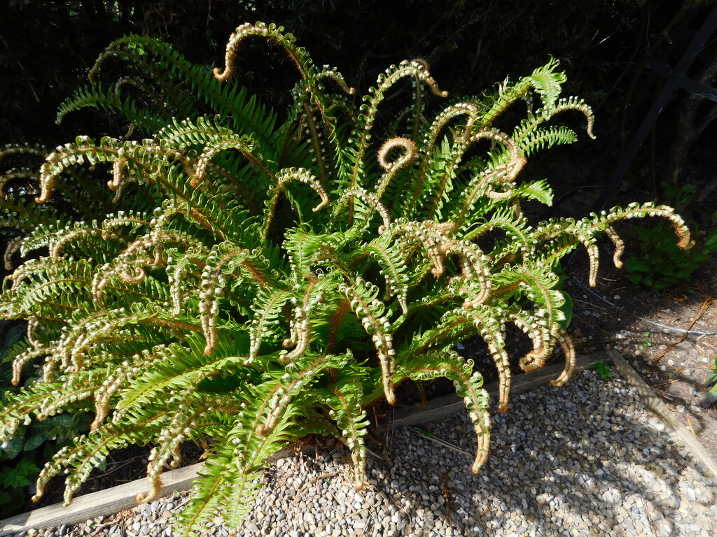 octopus fern by anniesue