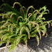 octopus fern