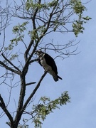 23rd Apr 2025 - IMG_6228