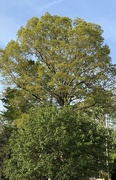 24th Apr 2025 - IMG_6245
