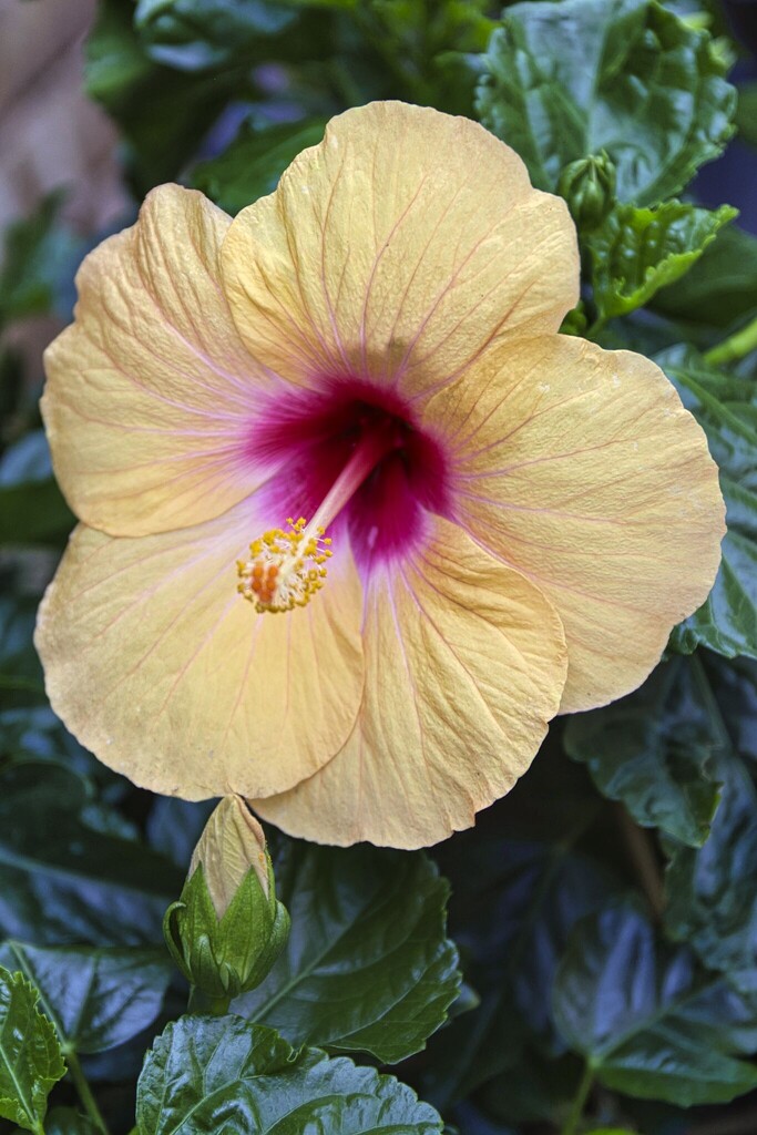 HIbiscus by judyc57