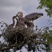 LHG_1887  GBH full nest