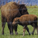 What did Mama Buffalo say to her male offspring?