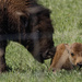 bison mother and child 