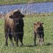 Bison mother and child 248