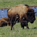 bison 
