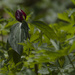 prarie trilium