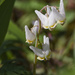 Dutchman breeches