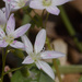 spring beauties