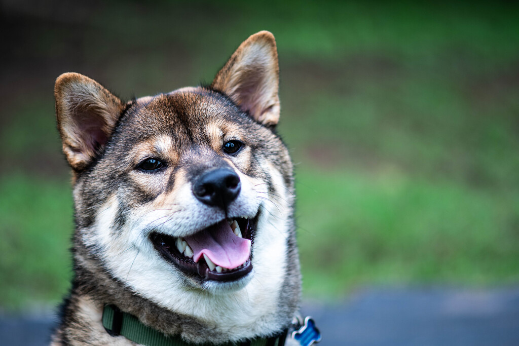 Shiba Inu Puppy by cscarr97