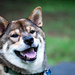 Shiba Inu Puppy