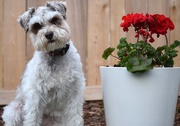 27th Apr 2025 - Why Do You Have to Add Flowers to the Picture, Dad?