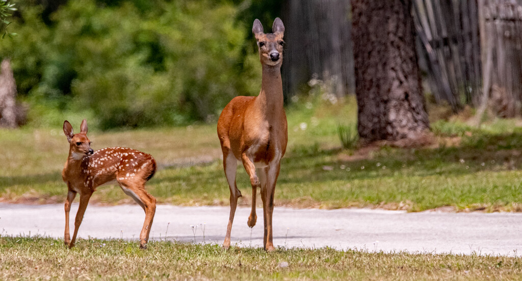 Mom and Baby Just Before the Return Run! by rickster549