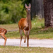 Mom and Baby Just Before the Return Run!