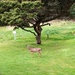 Backyard Encounter