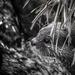 Otter