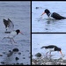 Oystercatchers