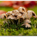 Autumn Fungi...