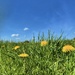 A Field of Dandelions  by cmf