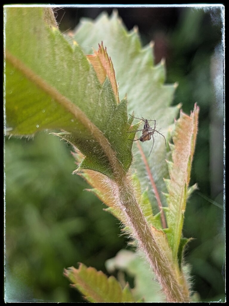 Tiny Spider by elf