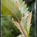 Tiny Spider