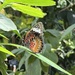 Butterflies everywhere