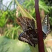  Blue Morphos 