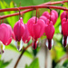 Bleeding Hearts by seattlite