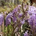 Impressionist wisteria... by marlboromaam