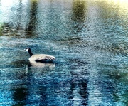 28th Apr 2025 - Goose on Blue Pond