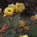 yellow spring