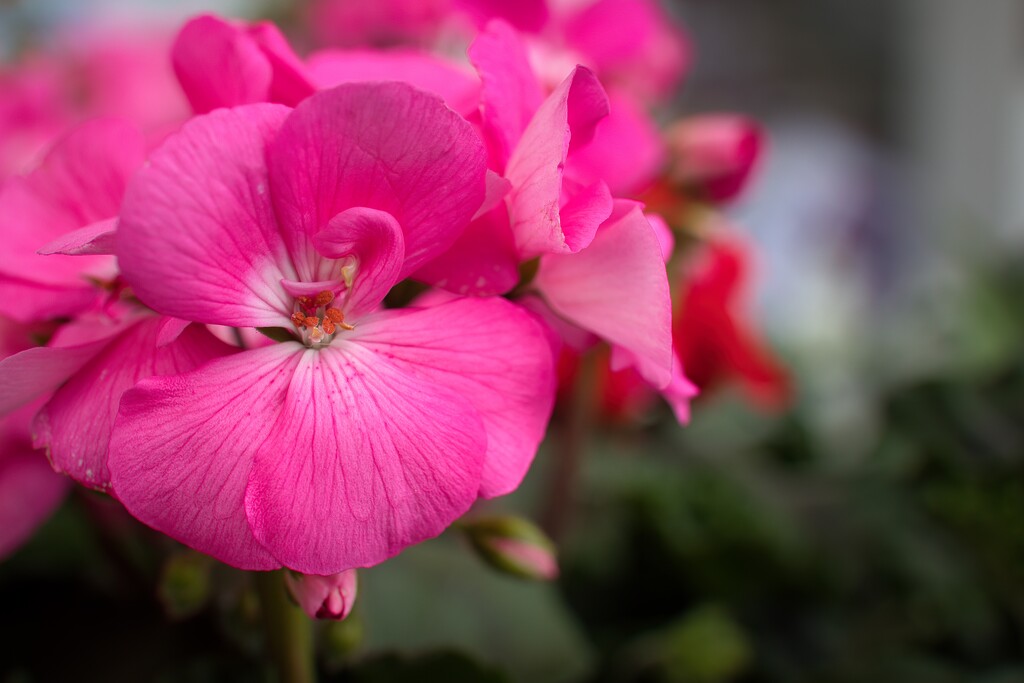 Pelargonium zonale by okvalle